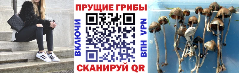 Галлюциногенные грибы прущие грибы Цивильск